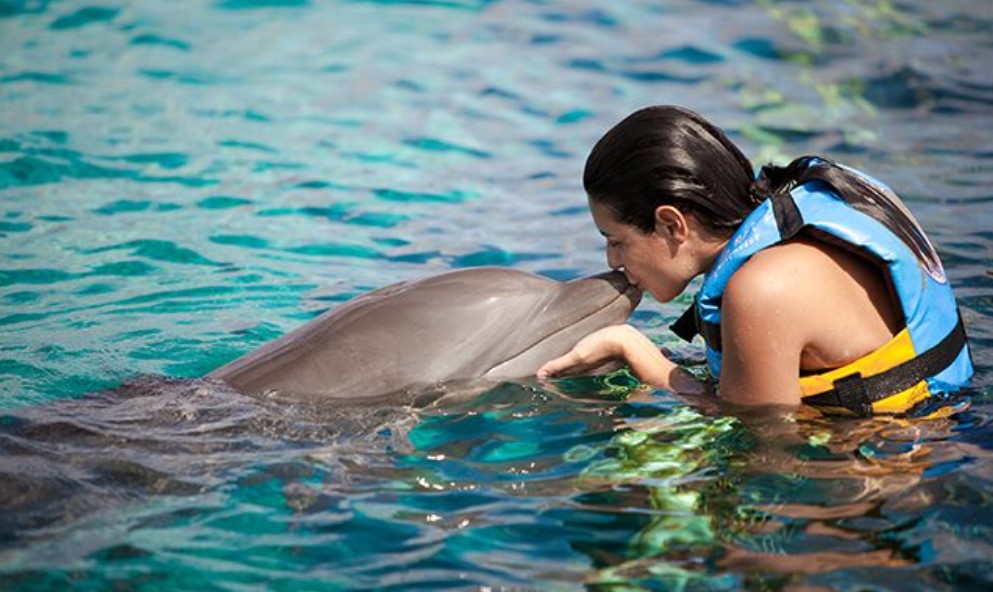 Dolphin Discovery Cozumel: A Tropical Paradise for Adventure Seekers